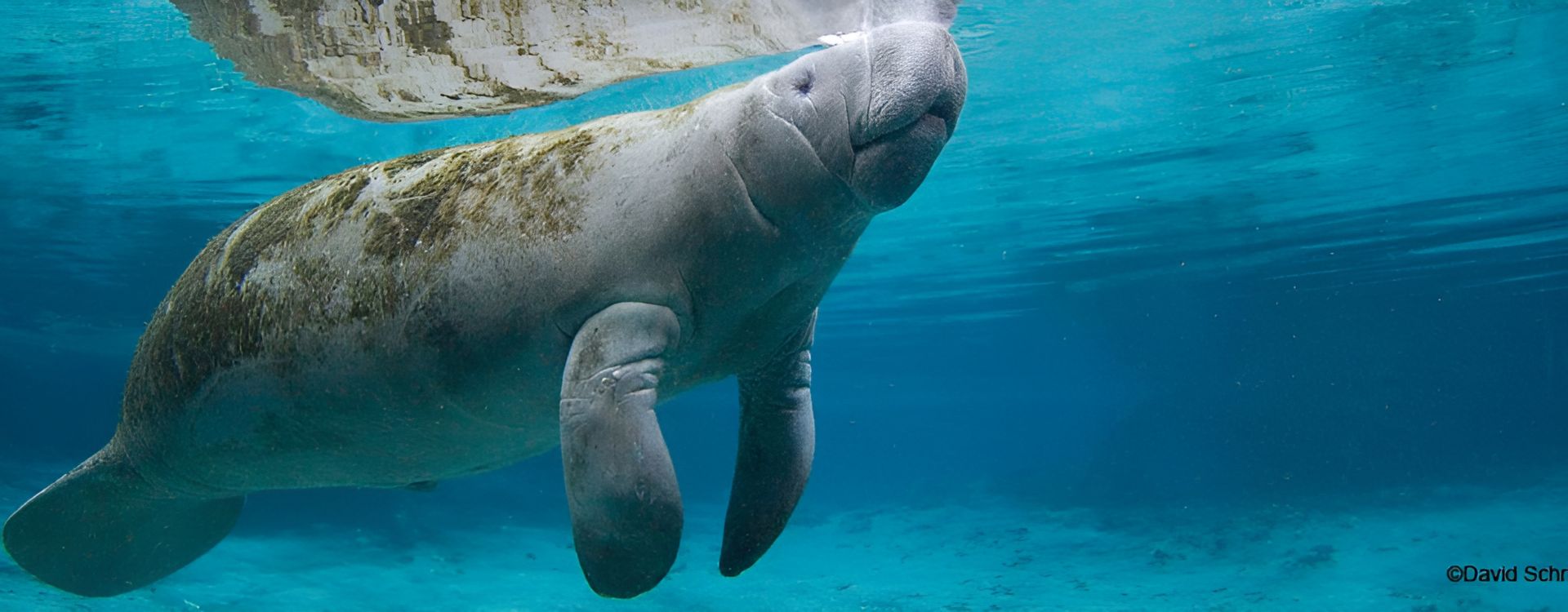 Save The Manatee